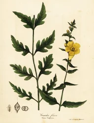 Falsk rævehandske, Aureolaria flava (Gerardia flava)