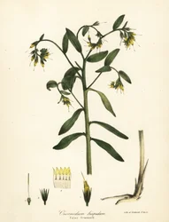 Falsk gromwell, Onosmodium hispidum