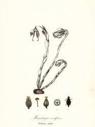 Spøgelsesplante, spøgelsespibe, indianerpibe eller ligplante, Monotropa uniflora