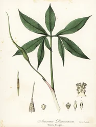 Grøn drage eller dragen-rod, Arisaema dracontium