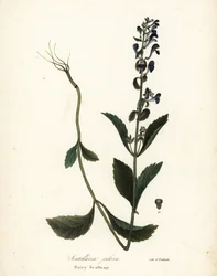 Behåret kalot, Scutellaria elliptica (Scutellaria pilosa)