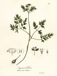 Forårsbebuder, peber og salt eller løgrodet erigenia, Erigenia bulbosa