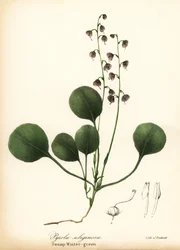 Liverblad vintergrøn, mose vintergrøn eller lyserød vintergrøn, Pyrola asarifolia (sump vintergrøn, Pyrola uliginosa)