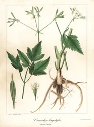 Langstilet sød-cicely, longstyle sweetroot eller sød cicely, Osmorhiza longistylis