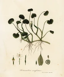 Mudderplantain eller vandhyacint, Heteranthera reniformis