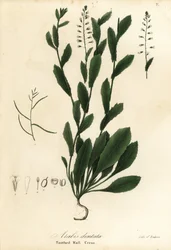 Murbeckiella pinnatifida (Tandvægkarse, Arabis dentata)