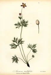 Stillehavsanemone eller afskåret vindblomst, Anemone multifida