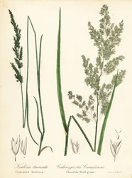 Præriekileskæl, Sphenopholis obtusata og canadisk rørgræs, Calamagrostis canadensis