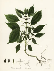 Rigt ukrudt, Adenia pumila (Collinsonia canadensis?)