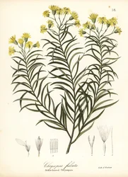 Seglbladet silkegræs eller seglbladet gylden aster, Pityopsis falcata (seglbladet chrysopsis, Chrysopsis falcata)