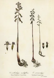 Plettet koralrod, Corallorhiza maculata og faldkoralrod, Corallorhiza odontorhiza (mangeblomstret koralrod, Corallorhiza multiflora og tandkoralrod, C