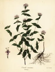 Stenmynte, frostmynte, dittany og amerikansk dittany, Cunila origanoides (Cunila mariana)