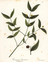 Jordbærtræ, Euonymus americanus