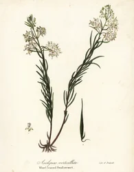 Hvirvelmælke, østlig hvirvler, padderok eller hvirvelbladet svaleurt, Asclepias verticillata