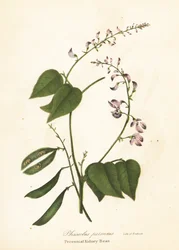 Vild kidneybønne, Phaseolus polystachios (flerårig kidney-bønne, Phaseolus perennis)