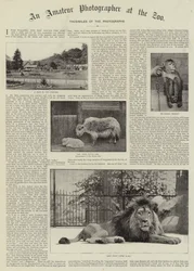 En amatørfotograf i Zoo