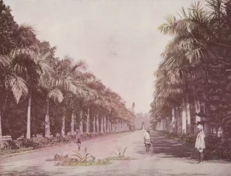Avenue of Palms, Botanisk Have, Calcutta (farvet foto)