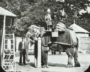 Zoological Gardens, Regents Park: elefant med voksne og børn på tur, London Zoo, 1894