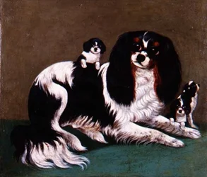 En King Charles Spaniel-familie, Provincial School
