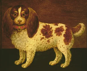 En spaniel