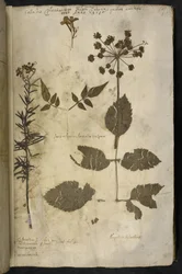 Tilføj MS 78334 f.3r Tørret planteprøve med forklaring, fra 