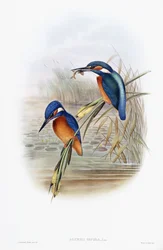 Alcedo Ispida (Almindelig isfugl)