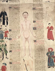 Anatomisk diagram, fra De arte phisicali e de cirugia af John Ardene, 1412