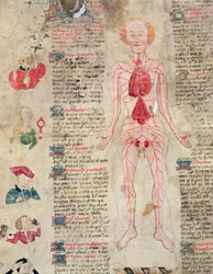 Anatomisk diagram, fra De arte phisicali e de cirugia af John Arderne, 1412