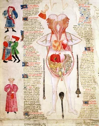 Anatomisk diagram, fra 