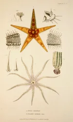 Asterias aurantiaca og Comatula carinata, pub. 1833 Håndfarvet gravering.