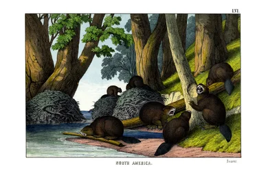 Bæver