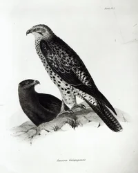 Birds of Prey, plade 2 fra 