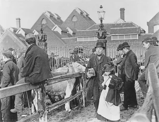 Britisk landsbykvægmarked, victoriansk, 1800-tallet (fotografi)