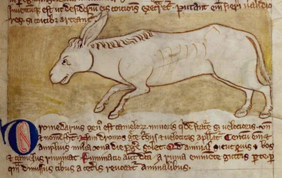 CCA-LitMs/D/10 fol. 10r æsel, fra Bestiary