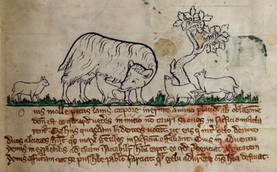 CCA-LitMs/D/10 fol. 8r Får, fra Bestiary