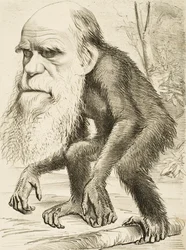 Karikatur af Charles Darwin