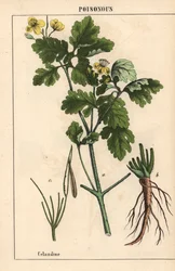Celandine viser gule blomster og rødder.   , fra "The Instructive Picturebook, or Lessons from the Vegetable World," [Charlotte Mary Yonge], Edinburgh