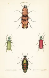 Cissites maculata 1, broget oliebille, Meloe variegatus 2, spansk flue, Lytta vesicatoria 3 og Nuttalls blisterbille, Lytta nuttalli 4