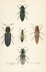 Klikbille: Forlygte elater, Pyrophorus noctilucus 1, Chalcolepidius porcatus 2, foret klikbille, Agriotes lineatus 3, Elater suturalis 4 og Semiotus distinctus 5