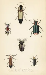 Klikbiller: Melanoxanthus melanocephalus 1, Luciola italica 2, Lampyris latreillii 3, Lycus festivus 4, blødvinget blomsterbille, Clanoptilus marginellus 5 og Priocera variergata 6