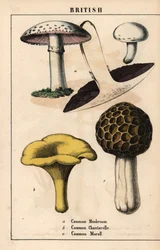 Almindelig champignon Agaricus, gylden chantarelle svamp Cantharellus cibarius og morkel svamp Morchella esculenta   , fra "The Instructive Picturebook, or Lessons from the Vegetable World," [Charlotte Mary Yonge], Edinburgh