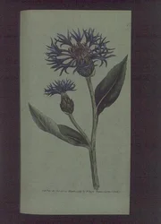 Kornblomst (Centaurea montana), tallerken 77 fra William Curtis
