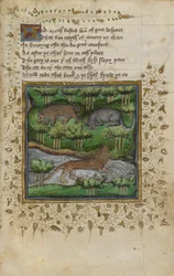 Bomuld Vespasian B. XII, f.4 Illustration af en grævling, vildkat og odder; med vers, fra en 