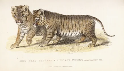 Cubs bred between a Lion and Tigress, three months old, 1827-1835dani
