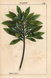 Daphne laureola eller Spurge-laurel   , fra "The Instructive Picturebook, or Lessons from the Vegetable World," [Charlotte Mary Yonge], Edinburgh
