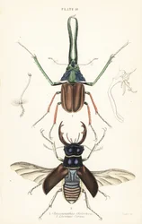 Darwins bille, Grants hjortebille eller den chilenske hjortebille, Chiasognathus grantii 1, og europæisk hjortebille, Lucanus cervus 2