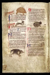 Hund jagter et hulepindsvin, ræv jagter en kanin, kat jagter en mus etc., engelsk bestiarium, begyndelsen af det 13. århundrede (pergament)