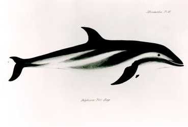 Dolphin, illustration fra 