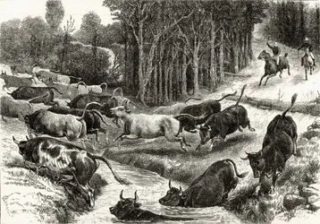 Driving Cattle in Australia, ca. 1880, fra 