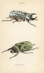 Østlig Hercules bille, Dynastes tityus, han 1, hun 2